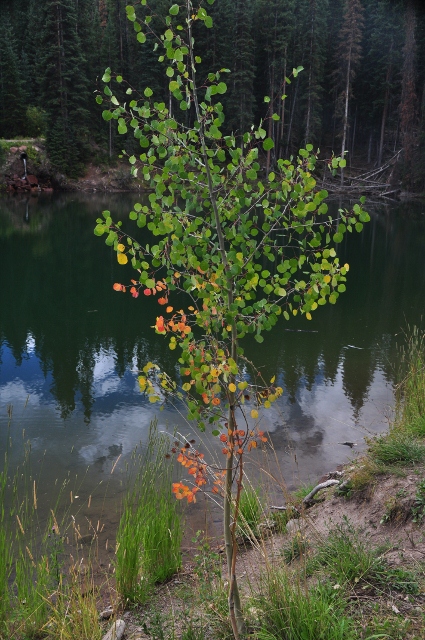 baby aspen changing colors